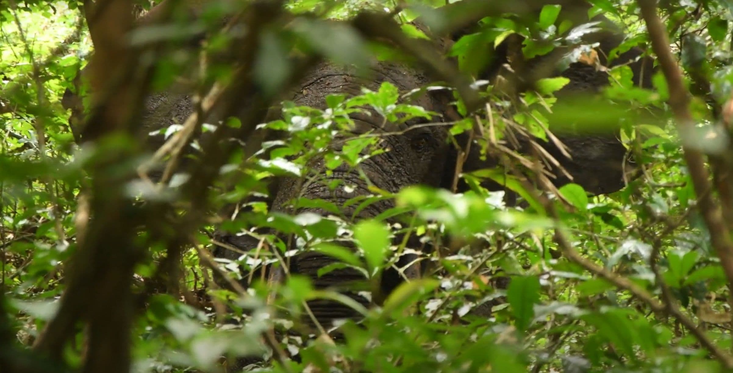Zachránili jsme slona